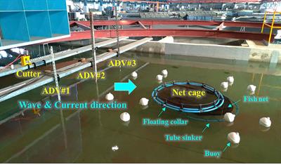 Experimental and numerical study on the hydrodynamic behaviors of mooring line failure on a net cage in irregular waves and currents